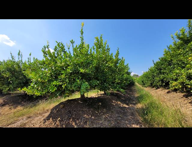 135HA FARM FOR SALE IN NELSPRUIT RURAL